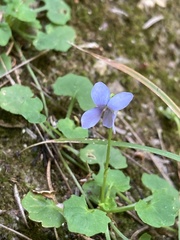Viola silicestris