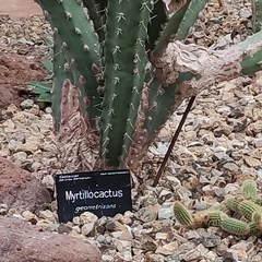 Myrtillocactus