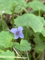 Viola silicestris