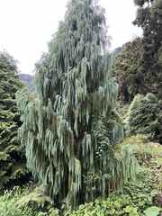 Cupressus cashmeriana