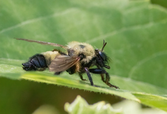 Laphria thoracica