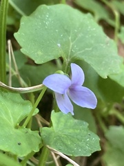 Viola silicestris