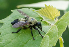 Laphria thoracica