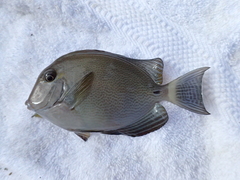 Acanthurus blochii