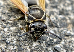 Pachodynerus nasidens