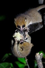 Microcebus rufus