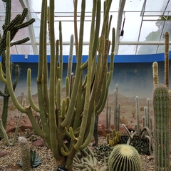 Weberbauerocereus