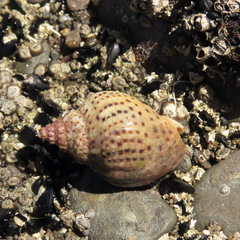 Cominella adspersa