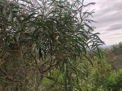 Acacia maidenii