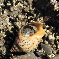 Cominella adspersa