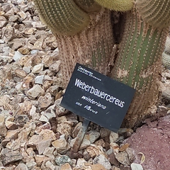 Weberbauerocereus