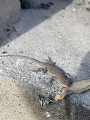 Urosaurus nigricauda