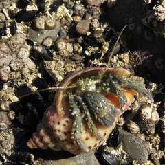 Pagurus novizealandiae