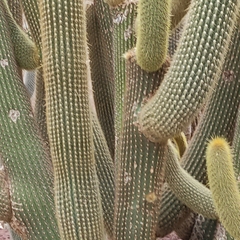 Weberbauerocereus