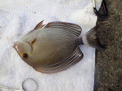 Acanthurus xanthopterus
