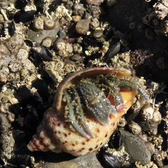 Pagurus novizealandiae