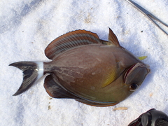 Acanthurus blochii