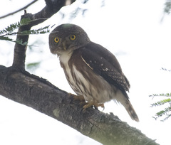Glaucidium palmarum
