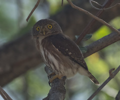 Glaucidium palmarum