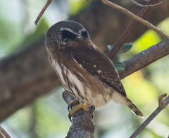 Glaucidium palmarum