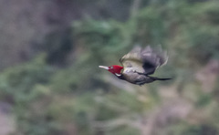 Campephilus guatemalensis