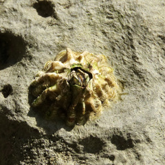 Epopella plicata