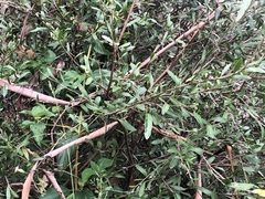 Alectryon diversifolius