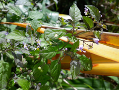 Solanum opacum