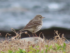 Anthus rubescens japonicus