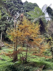 Pseudolarix amabilis