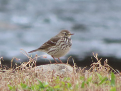 Anthus rubescens japonicus