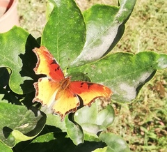 Polygonia haroldii