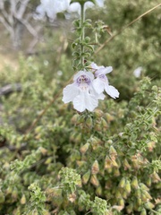 Prostanthera arapilensis