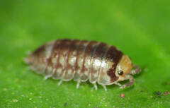 Scleropactidae