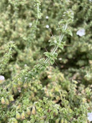 Prostanthera arapilensis