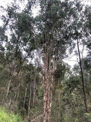 Eucalyptus melliodora