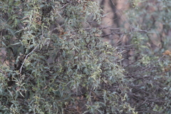 Berberis haematocarpa