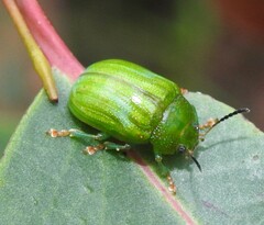 Calomela pallida