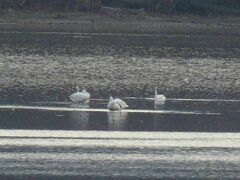 Cygnus columbianus columbianus