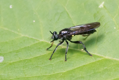 Laphria canis