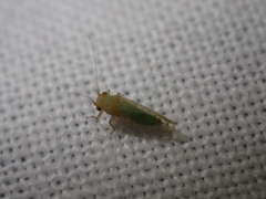 Euceropsylla