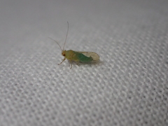 Euceropsylla
