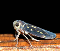 Plectoderini