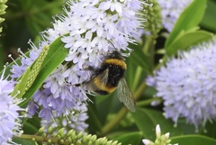 Bombus terrestris