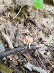 Microstoma floccosum