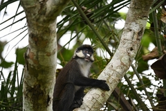 Cercopithecus ascanius schmidti