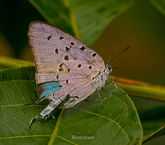 Pseudolycaena marsyas