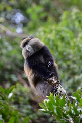 Cercopithecus mitis kandti