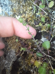 Arenaria serpyllifolia