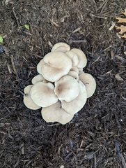 Pleurotus albidus